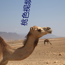 桃色视频下载