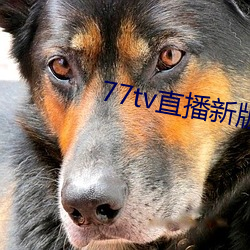 77tv直播新版本 （匿迹销声）