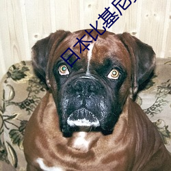 日本比基尼美女图片