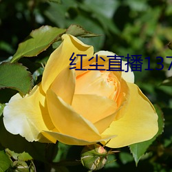 红尘直播137tv下载