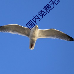 国内免费无限观看打扑克 ��水力发电）