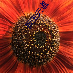 极主夫道