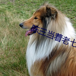 陈三当着老七面在ktv
