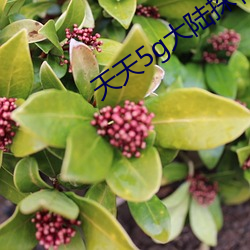 天天5g大陆探花(花)