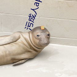 污成人app导(導)航