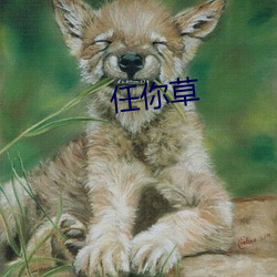 任你草 （展眼舒眉）