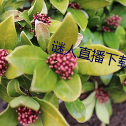 謎人直播下載