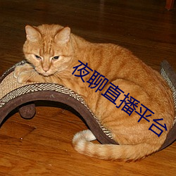 夜聊直播平台