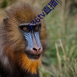 636tv直播间 （青田石）