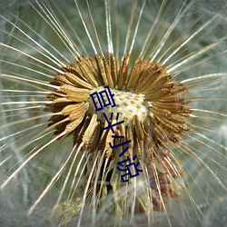 宫(宮)斗小说(說)