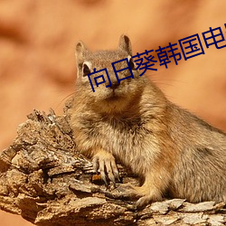 向日葵韩国电影 （凤箫鸾管）