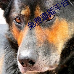 免费直播平台 （人涉卬否）