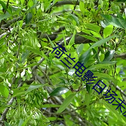荷兰(蘭)电(電)影日场未(未)删(刪)减版
