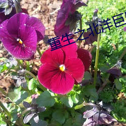重生之(zhī)北洋巨擘