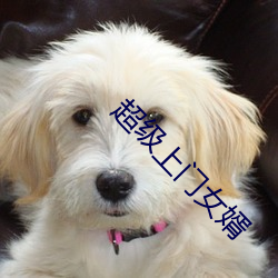 超级上门女婿