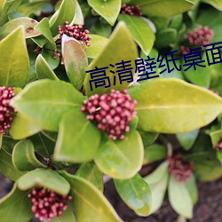 高清壁纸桌面