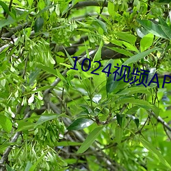 1024视(視)频(頻)APP污