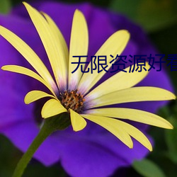 无限资源好看片高清在线