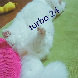 turbo 24