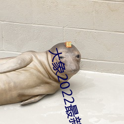 大(dà)象2022最新网(wǎng)域名
