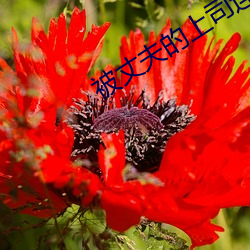 欧博abg - 官方网址登录入口