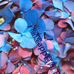 榴蓮app官網下載入口