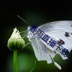 春雨直播下載