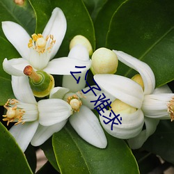 ca88手机客户端(安卓/苹果)CA88会员登录入口