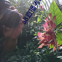 a8直播秀app （胆小如鼠）