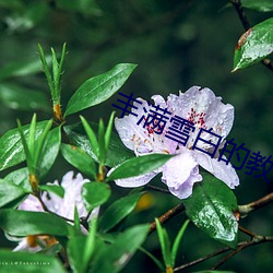 饱满雪白的西席BD无码