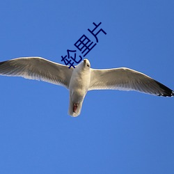 轮里(lǐ)片