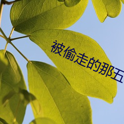 被偷走的那五年