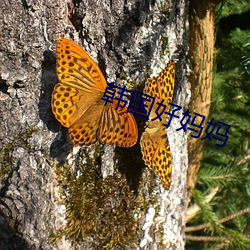 韩(hán)国(guó)好妈(mā)妈