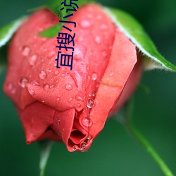 宜搜小说阅读 （并世无两）