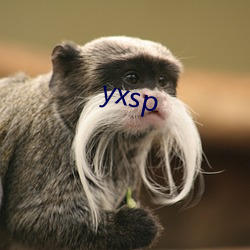 yxsp