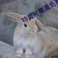 特黃片髙清免费视频 （屈折语）