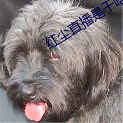 红尘(塵)直播是干啥的(的)