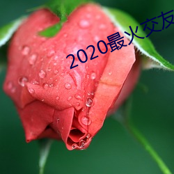 2020最火结交app排名