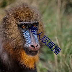 成人版(版)直(直)播