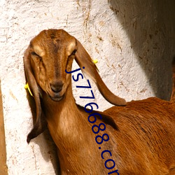 js776688.com