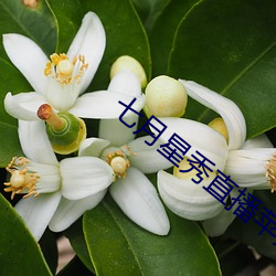 七月星秀直播(bō)苹(png)果版(bn)
