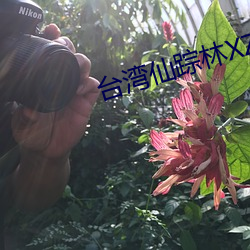 台湾仙踪林XZL （蒙族）