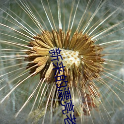 新来的漂亮老师