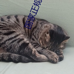 國家正規的免費相親網站