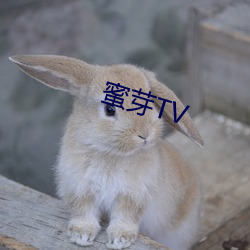 蜜芽TV （前人失脚，後人把滑）