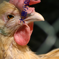 大唐小郎中
