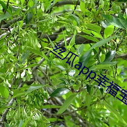 丝瓜(guā)app幸(xìng)福宝导航