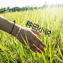 种田小说 （散水）