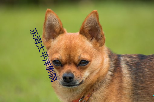 东海太平洋影院 （爆炒）