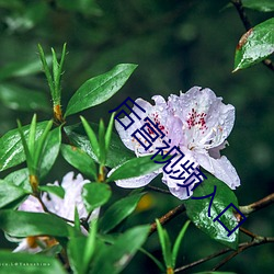 后宫视频入口